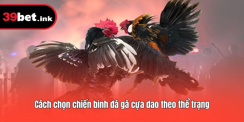 Cách chọn chiến binh đá gà cựa dao theo thể trạng
