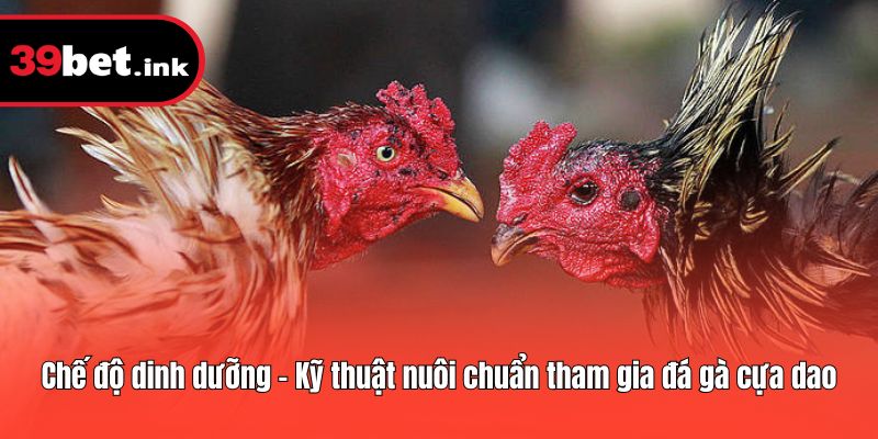 Chế độ dinh dưỡng - Kỹ thuật nuôi chuẩn tham gia đá gà cựa dao