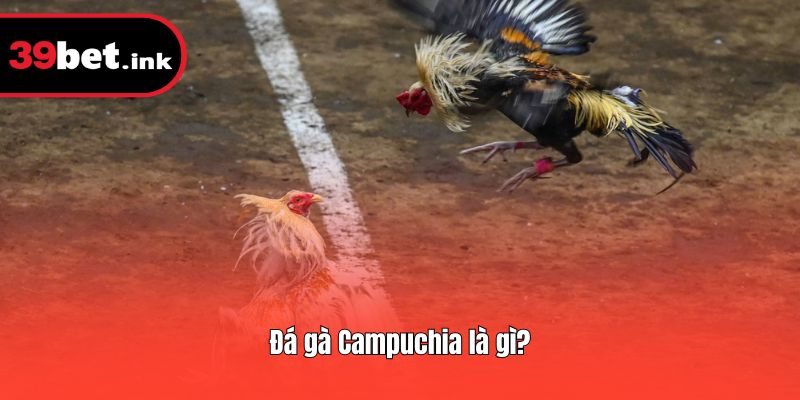 Tìm hiểu khái niệm đá gà Campuchia là gì?