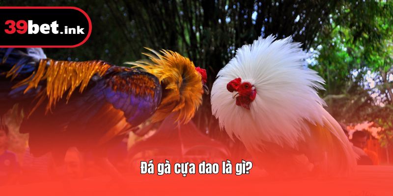 Đá gà cựa dao là gì?