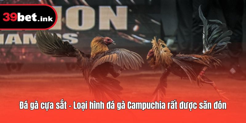 Đá gà cựa sắt - Loại hình đá gà Campuchia rất được săn đón
