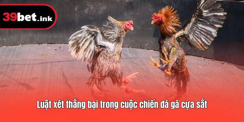 Luật xét thắng bại trong cuộc chiến đá gà cựa sắt
