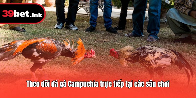 Theo dõi đá gà Campuchia trực tiếp tại các sân chơi
